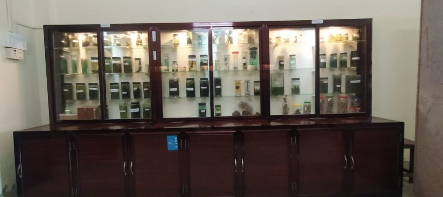 Museum 