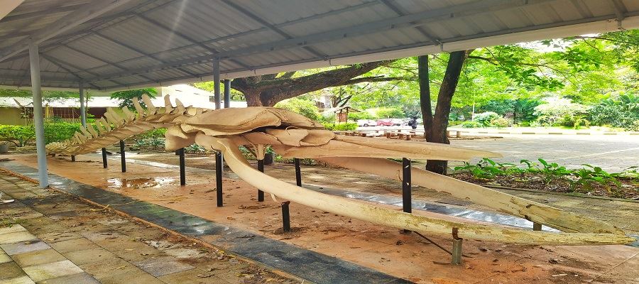 WHALE SKELETON