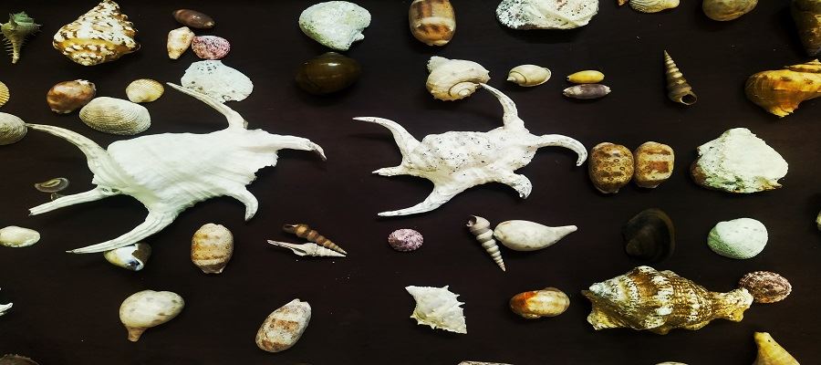 MOLLUSCS