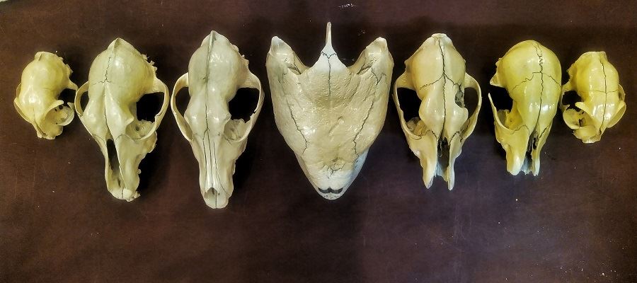 SKULLS